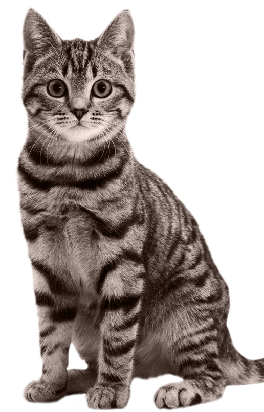 Cattery sales boarding prices