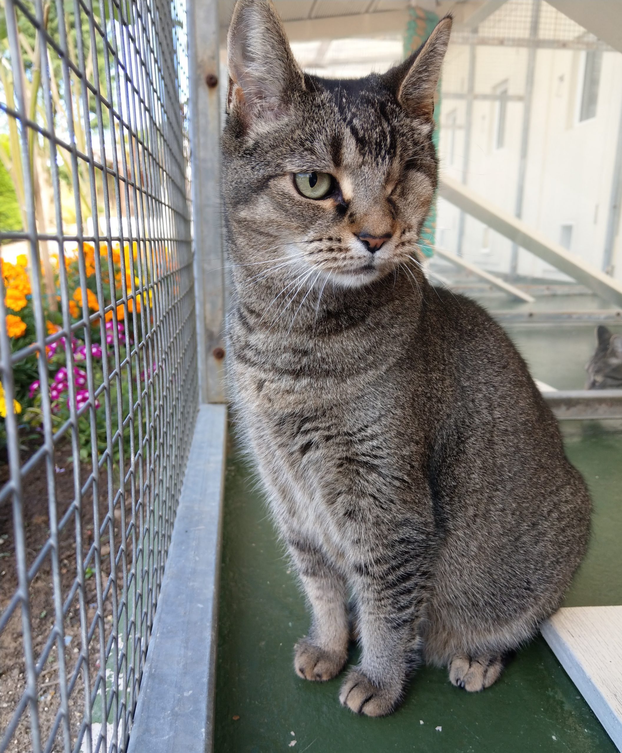 Cosy Cats Boarding Cattery Cosy Cats Boarding Cattery