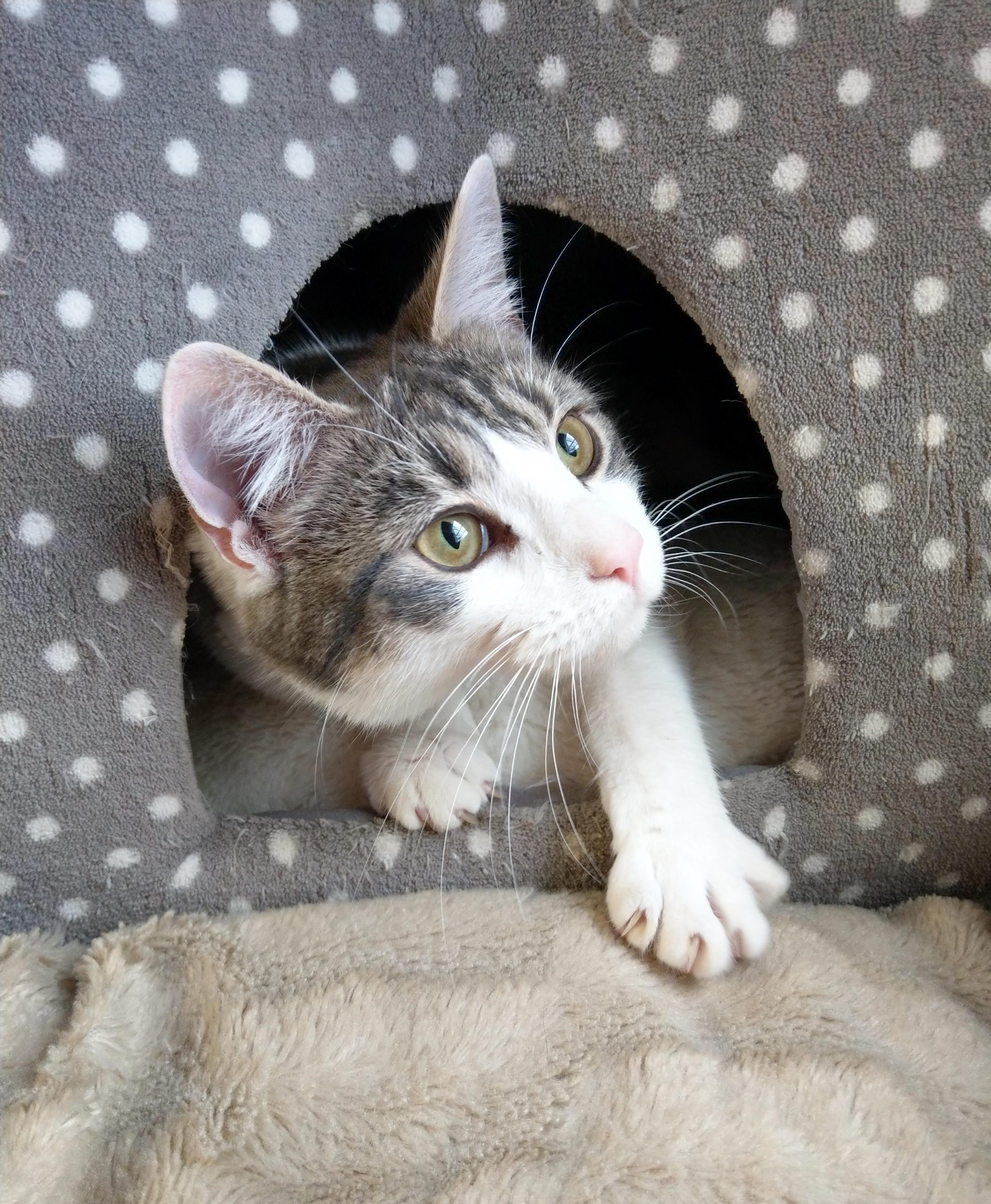 Cosy Cats Boarding Cattery Cosy Cats Boarding Cattery